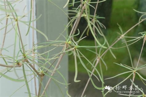 柳葉麒麟照顧|柳叶麒麟养殖方法和注意事项